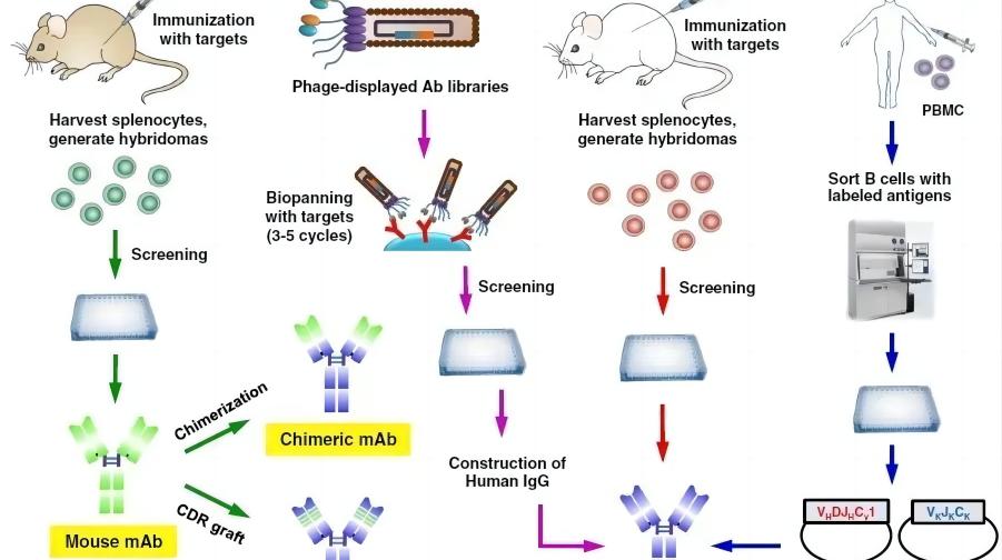 單克隆抗體開發(fā)的四個階段